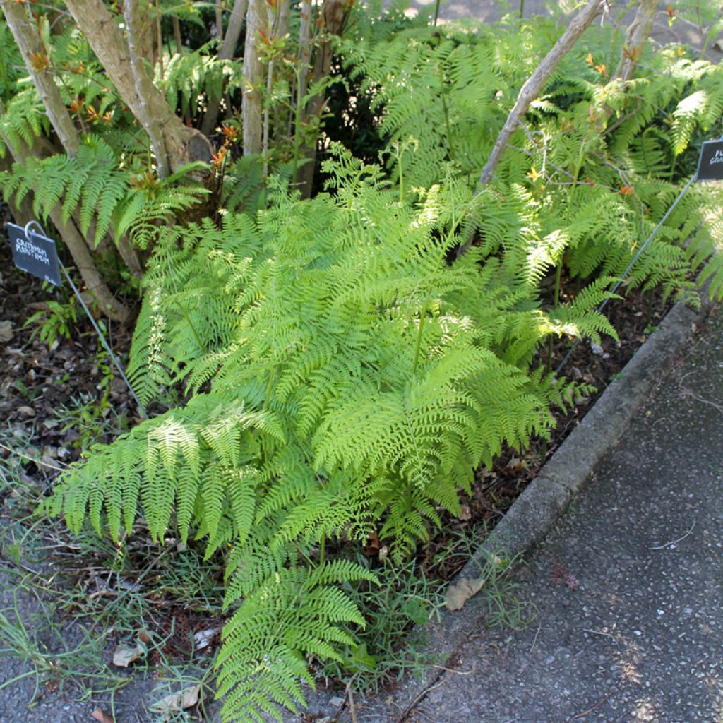 Dryopteris filix-mas - Fougère mâle