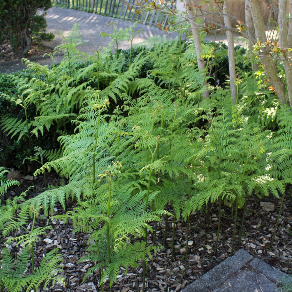 Dryopteris filix-mas - Fougère mâle