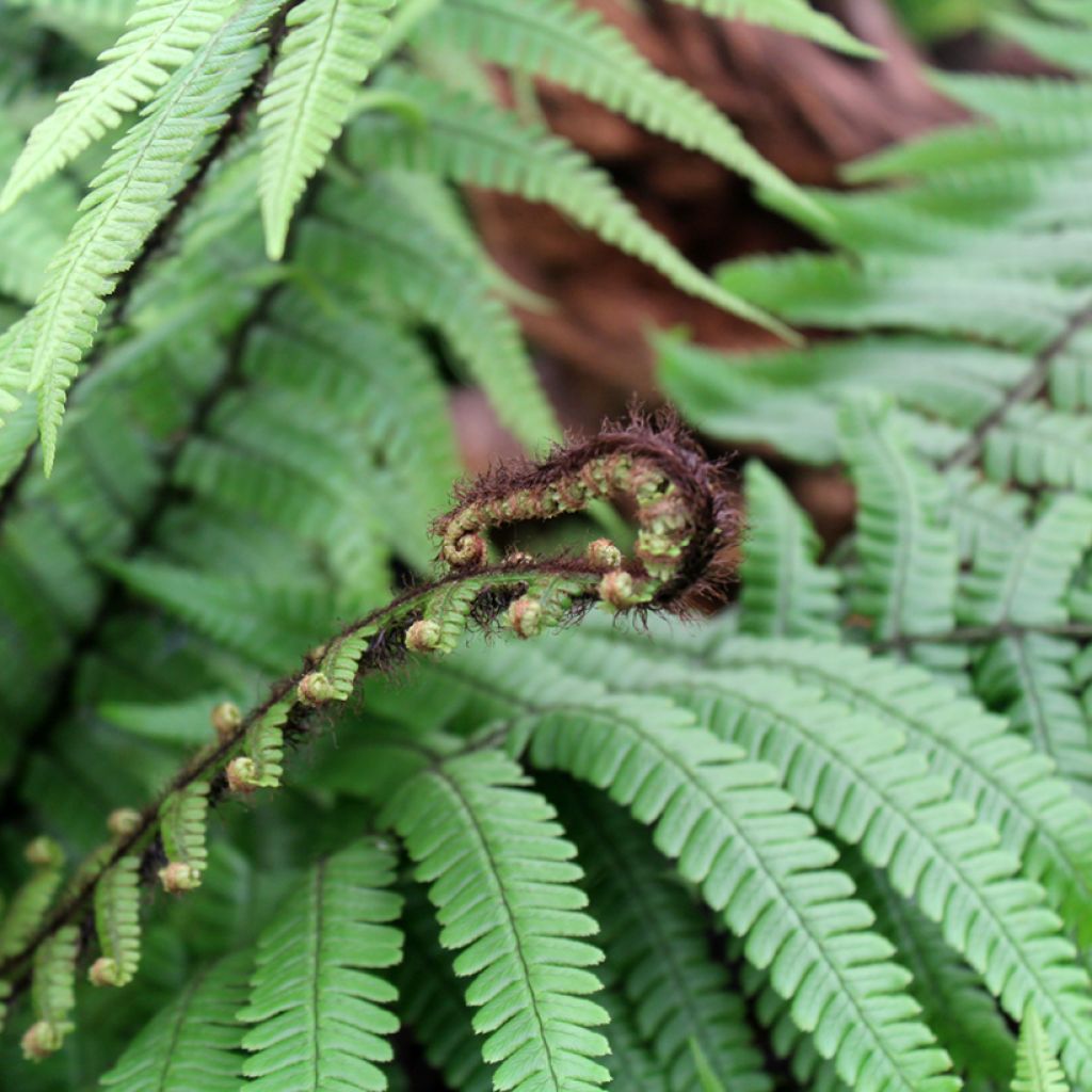 Dryopteris wallichiana - Fougère