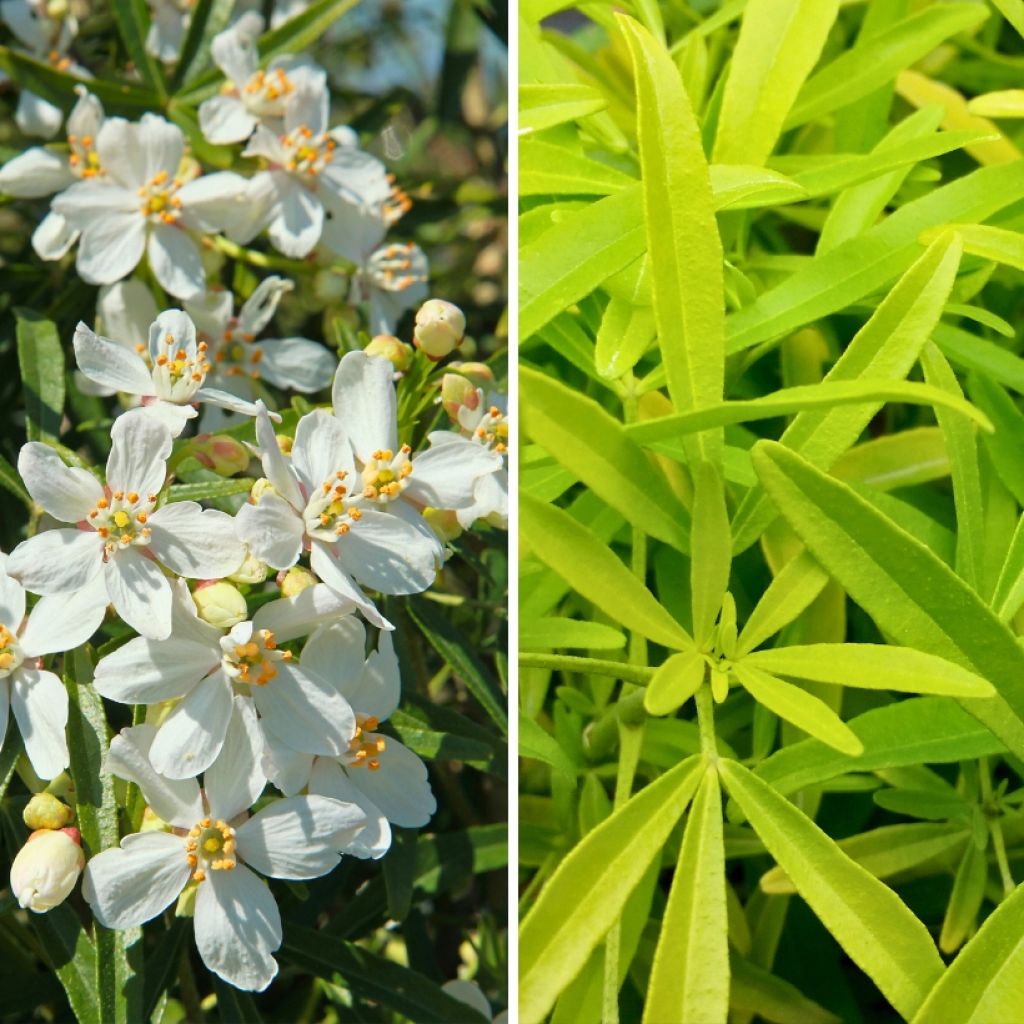 Duo petits Orangers du Mexique pour massifs et pots