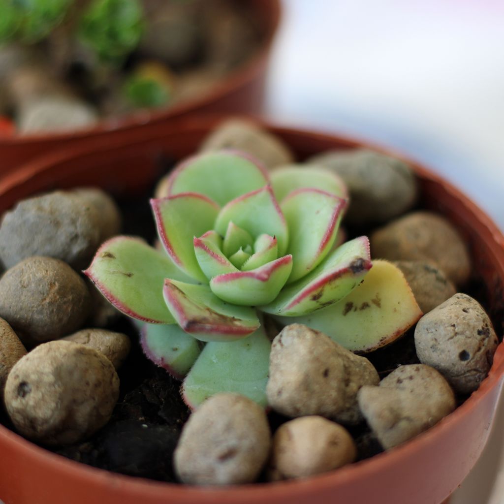 Echeveria Pink Edge
