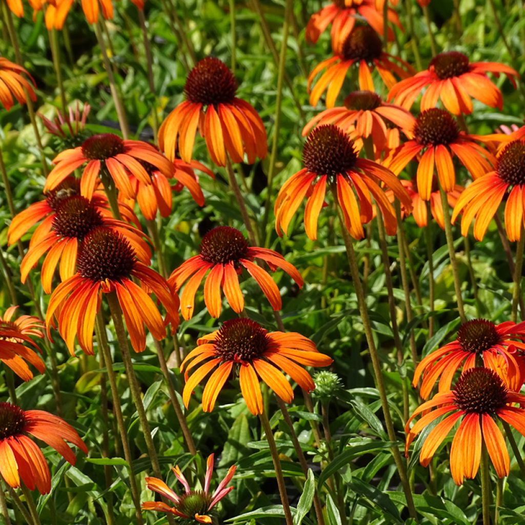 Echinacea Tangerine Dream - Echinacée