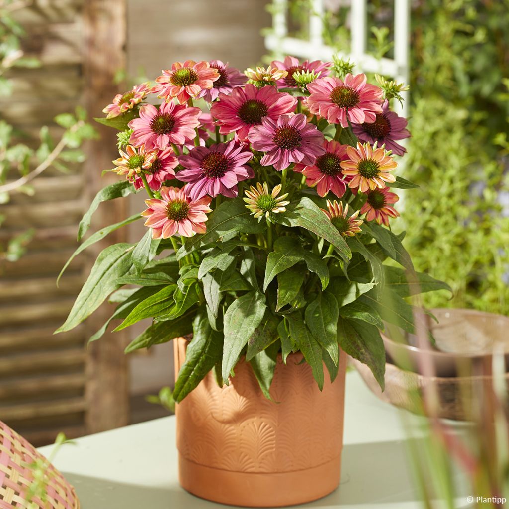 Echinacea Evolution Colorific - Echinacée