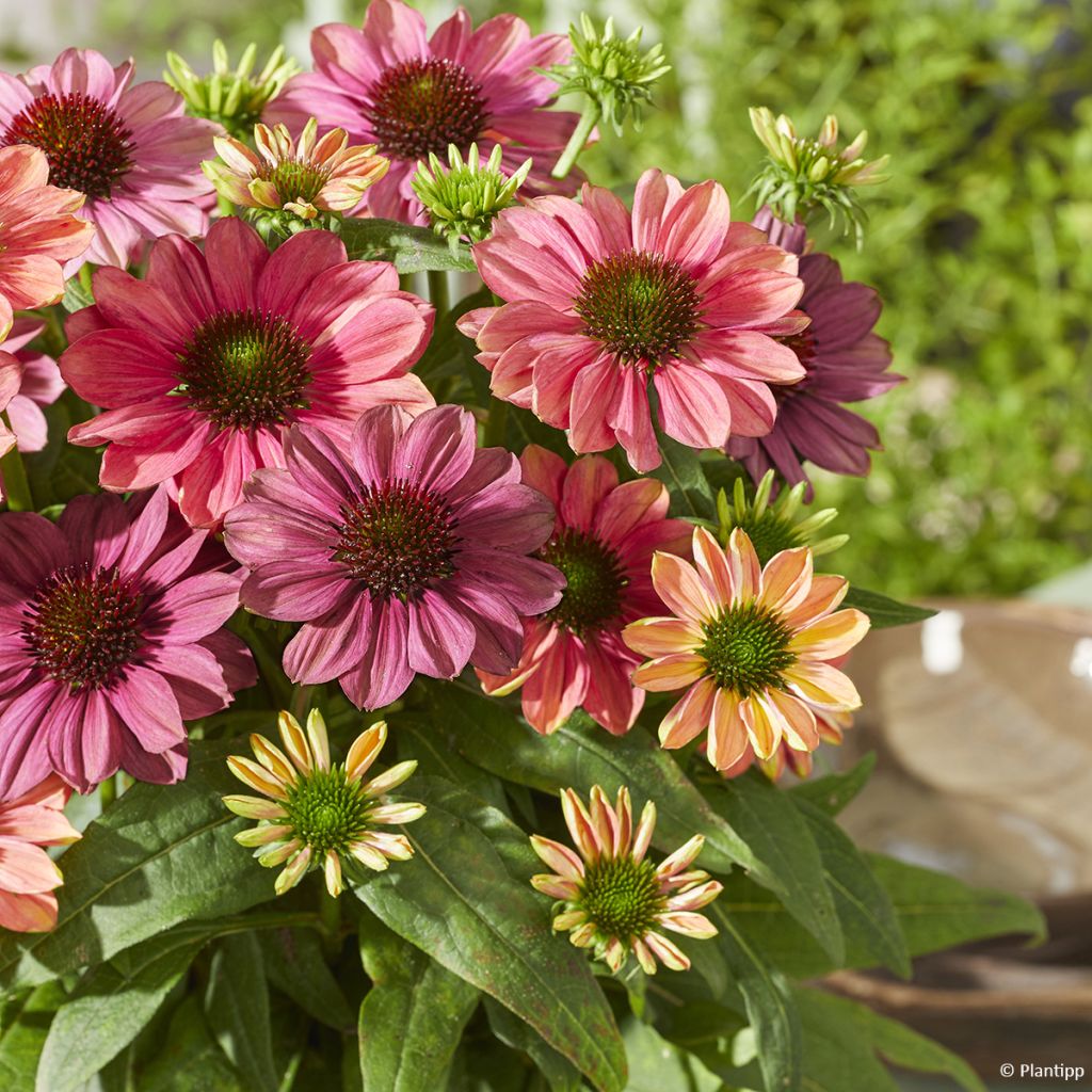 Echinacea Evolution Colorific - Echinacée