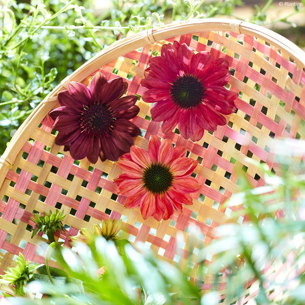 Echinacea Evolution Colorific - Echinacée