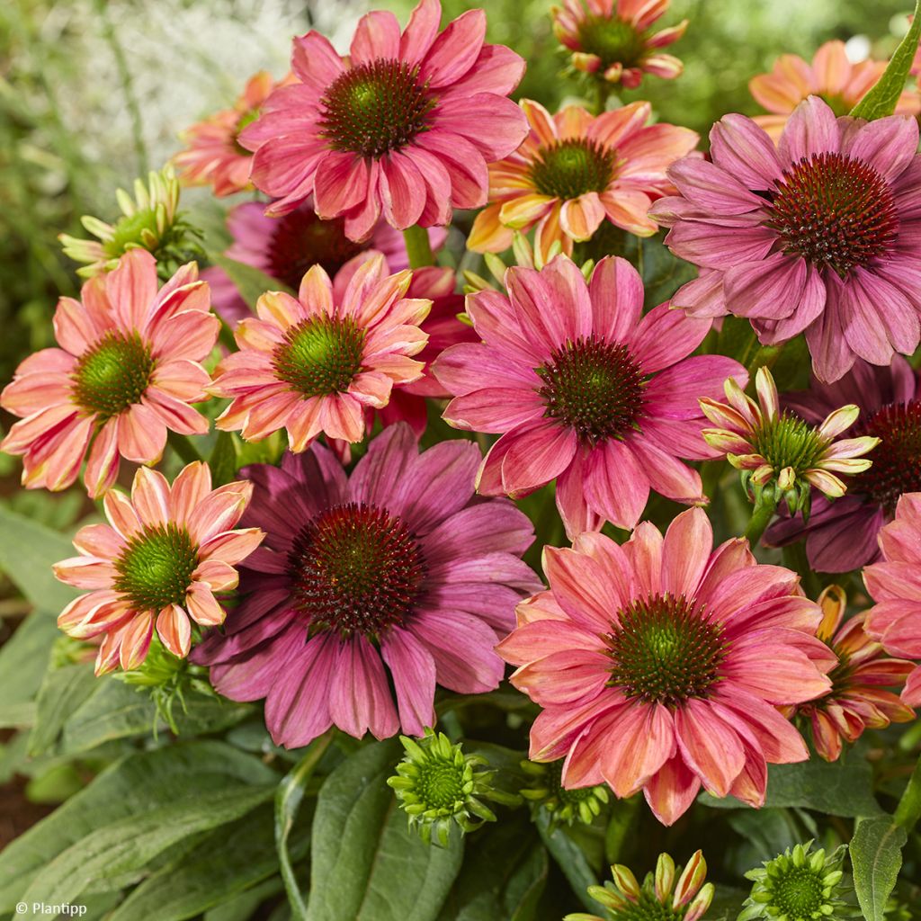 Echinacea Evolution Colorific - Echinacée