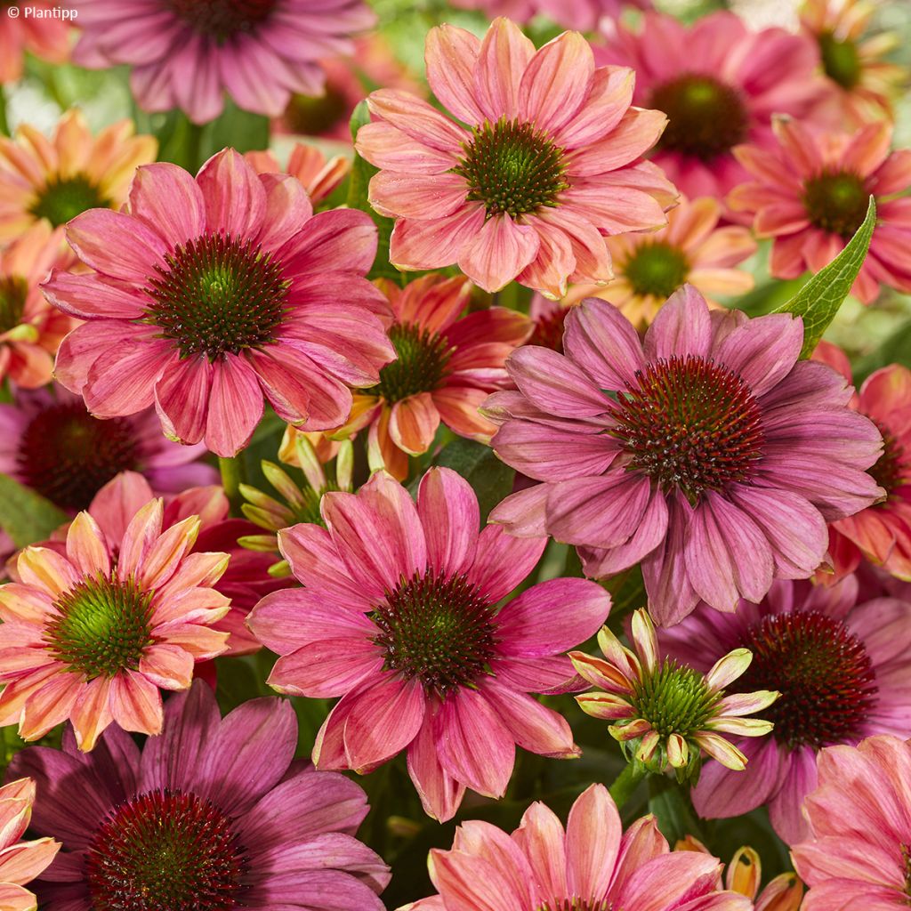 Echinacea Evolution Colorific - Echinacée