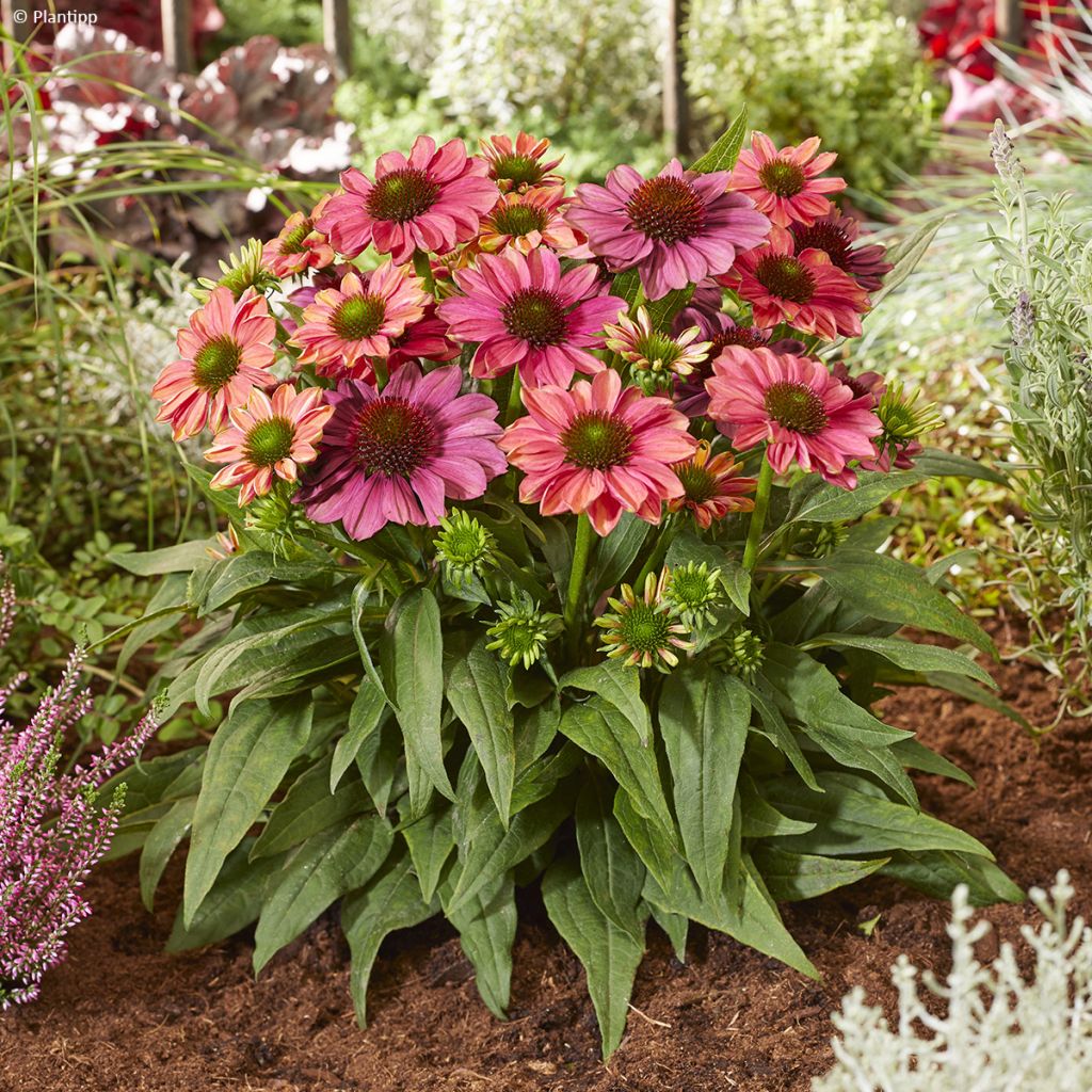 Echinacea Evolution Colorific - Echinacée