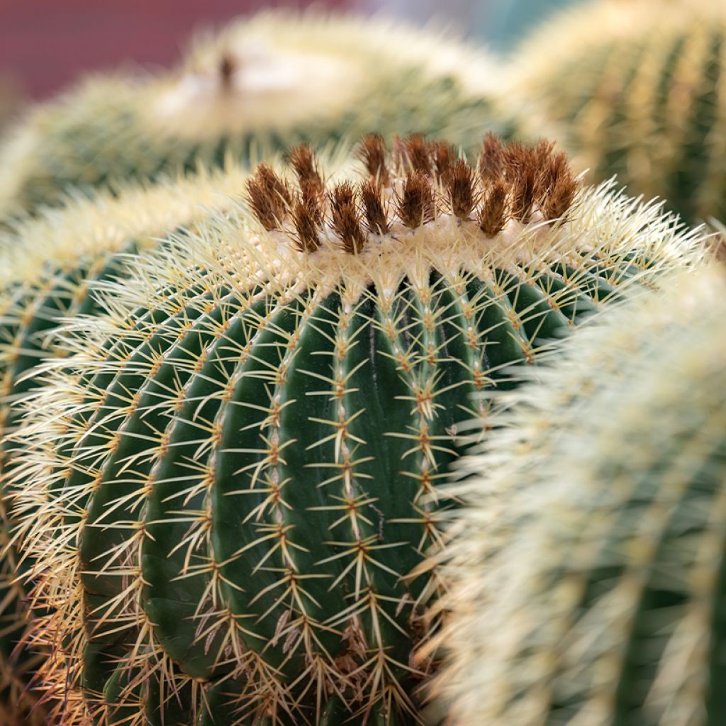 Echinocactus grusonii - Coussin de Belle-mère