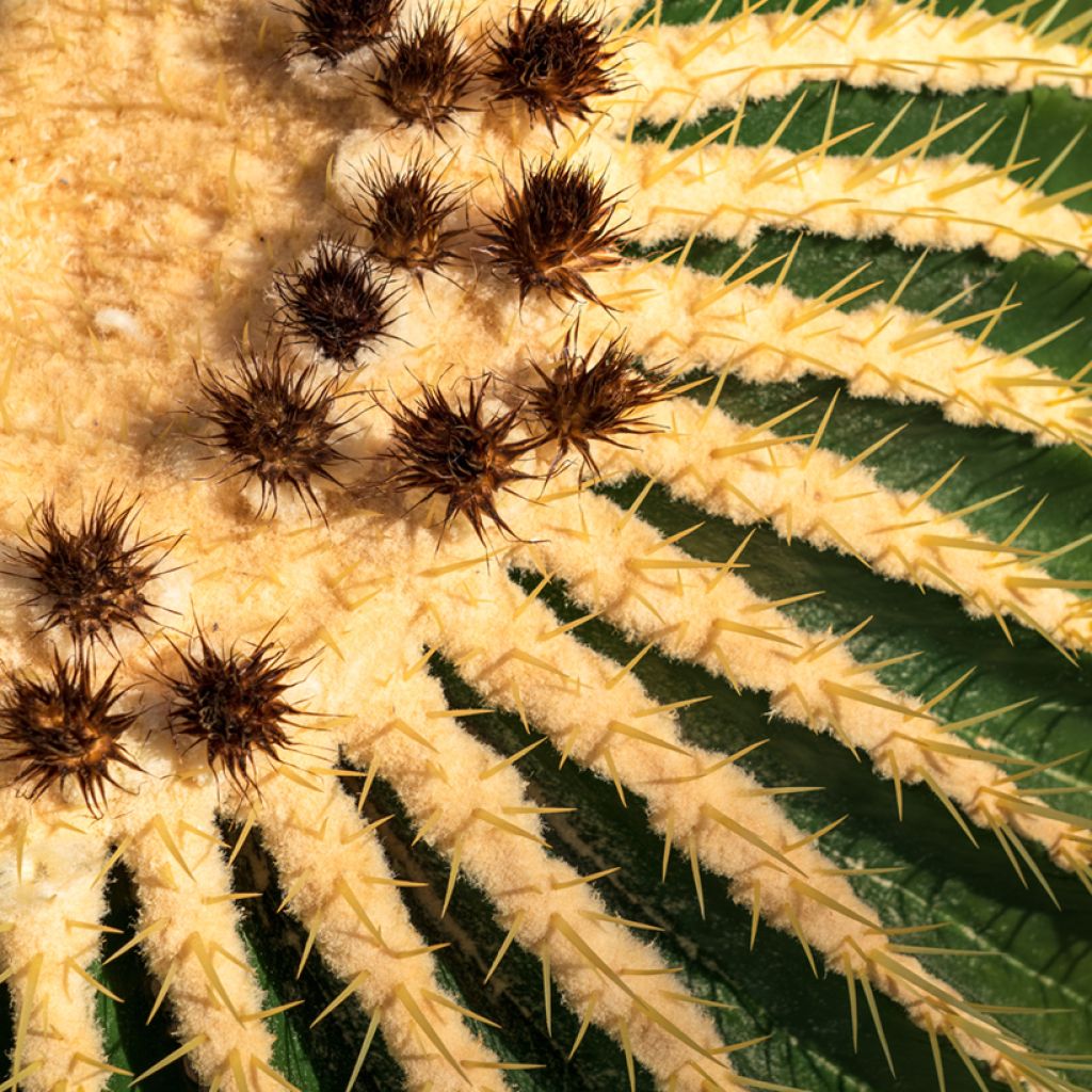 Echinocactus grusonii - Coussin de Belle-mère