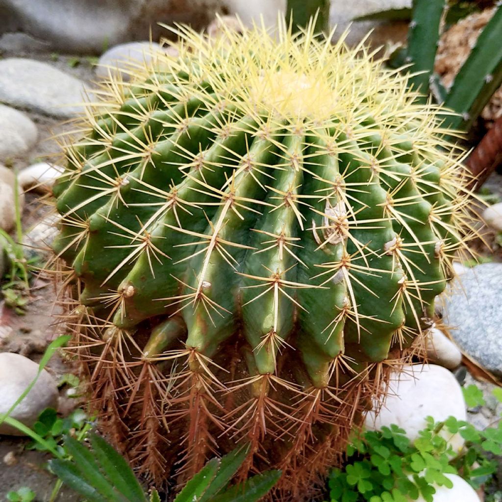 Echinocactus grusonii - Coussin de Belle-mère
