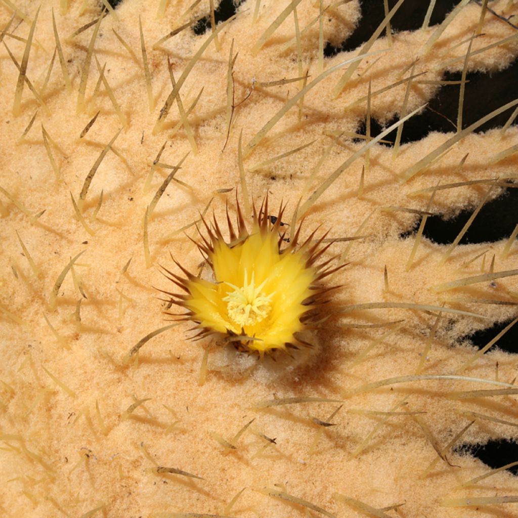 Echinocactus grusonii var. brevispinus - Coussin de Belle-mère