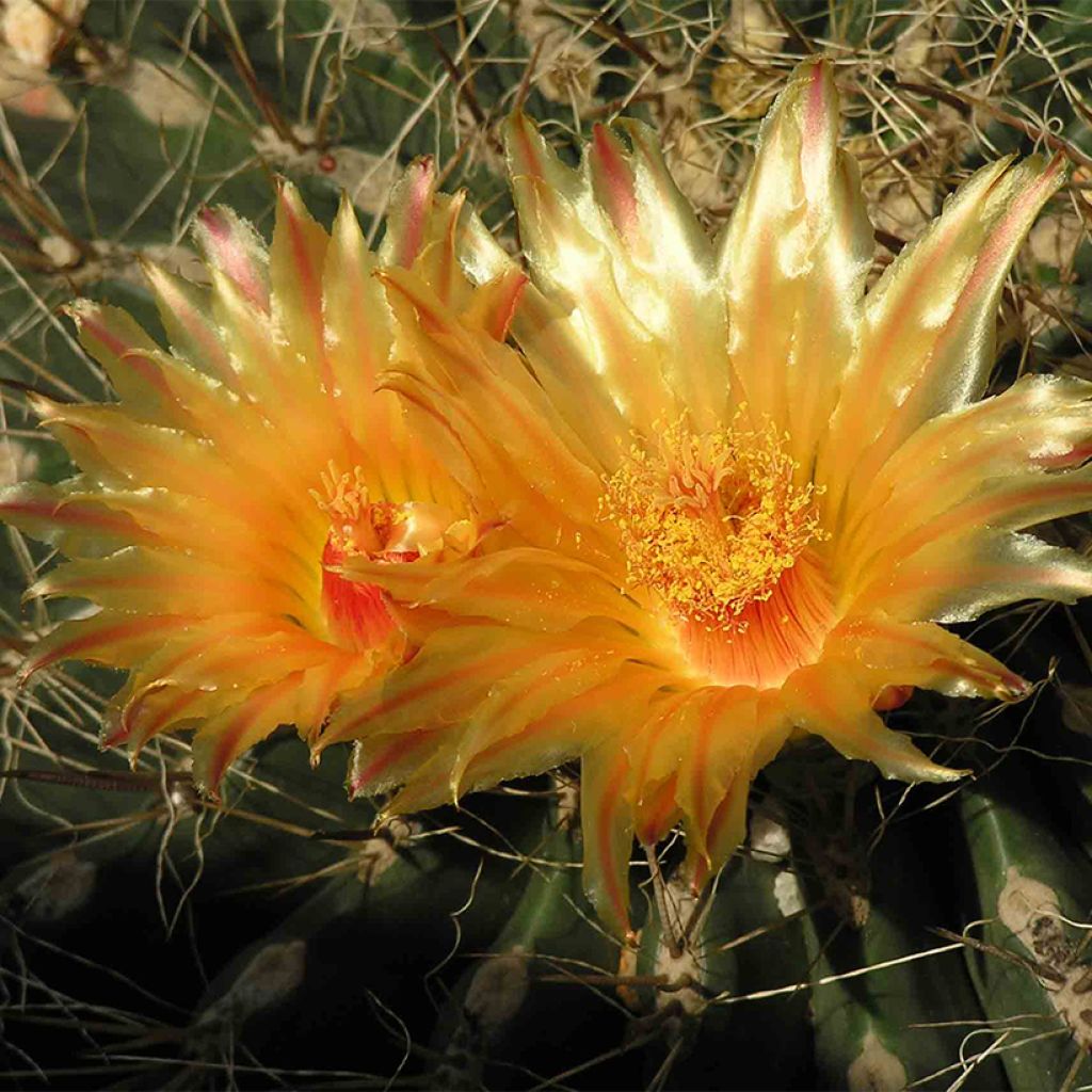 Echinocactus grusonii var. albispinus - Coussin de Belle-mère
