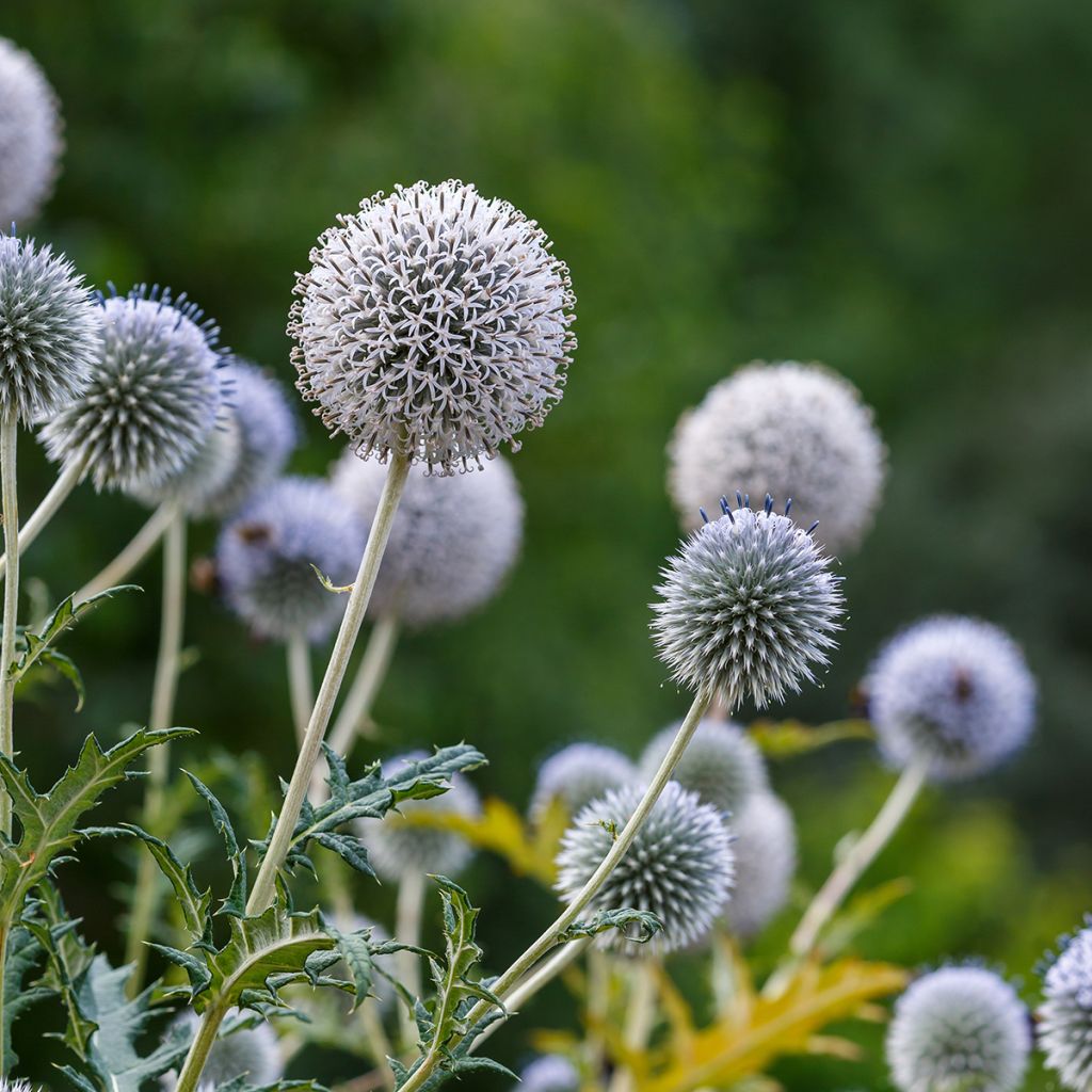 Echinops sphaerocephalus - Boule azurée