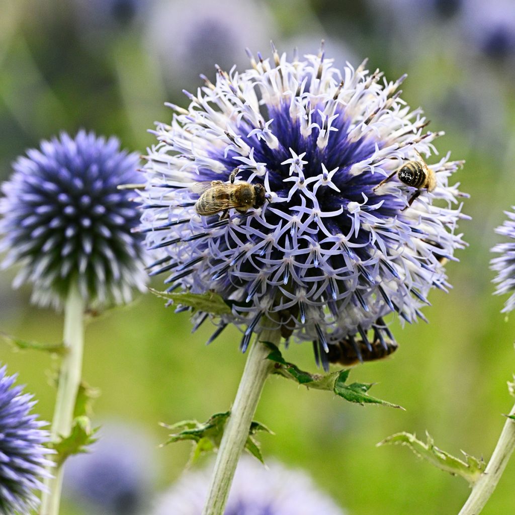 Echinops sphaerocephalus - Boule azurée