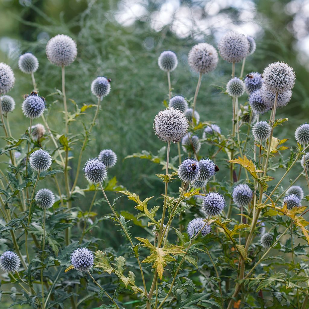 Echinops sphaerocephalus - Boule azurée