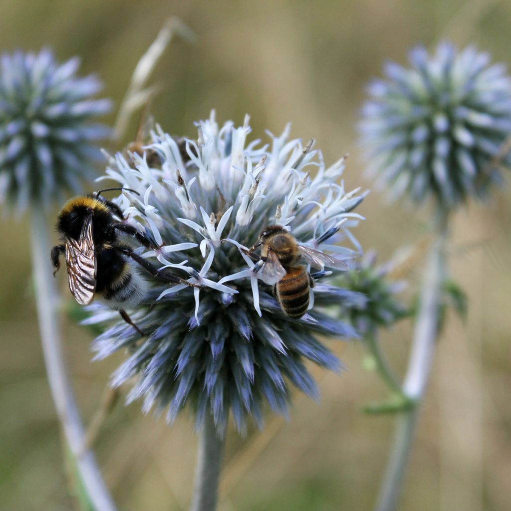 Echinops sphaerocephalus - Boule azurée