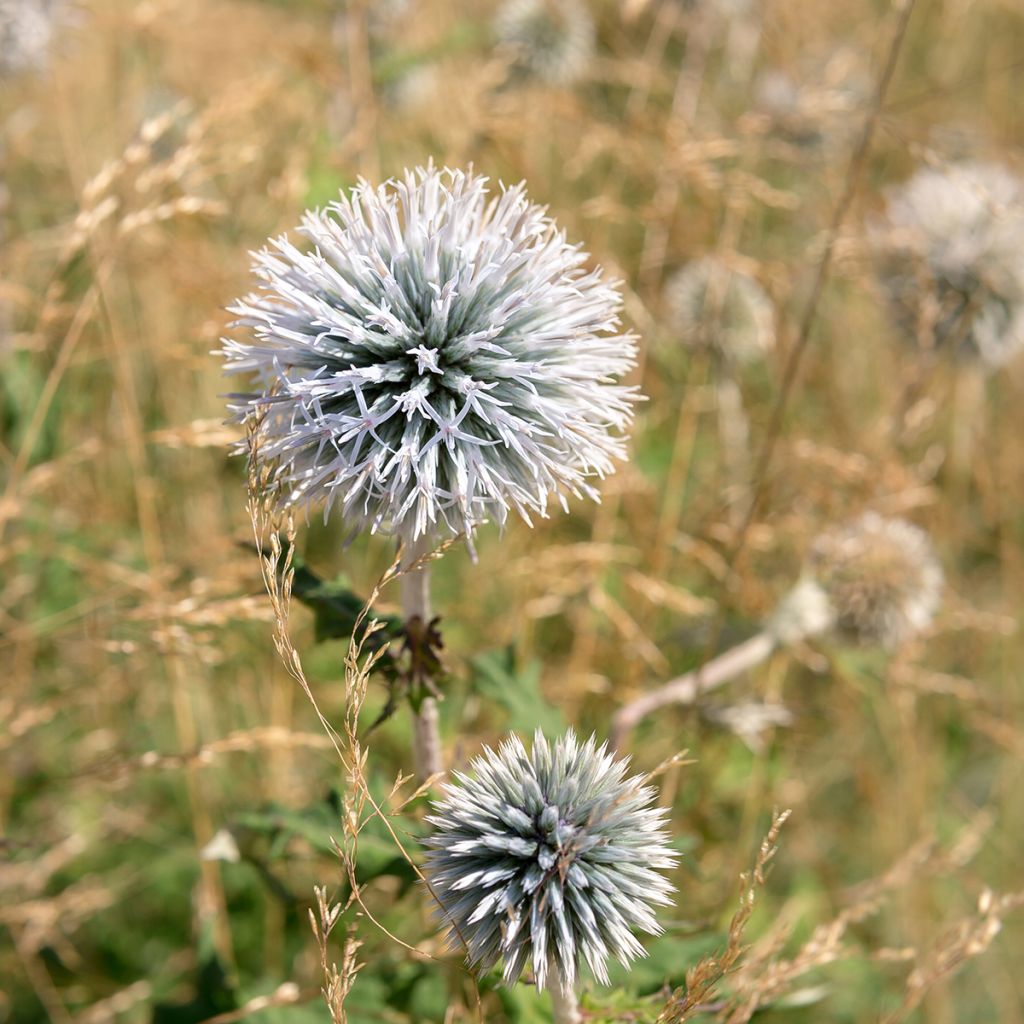 Echinops sphaerocephalus - Boule azurée