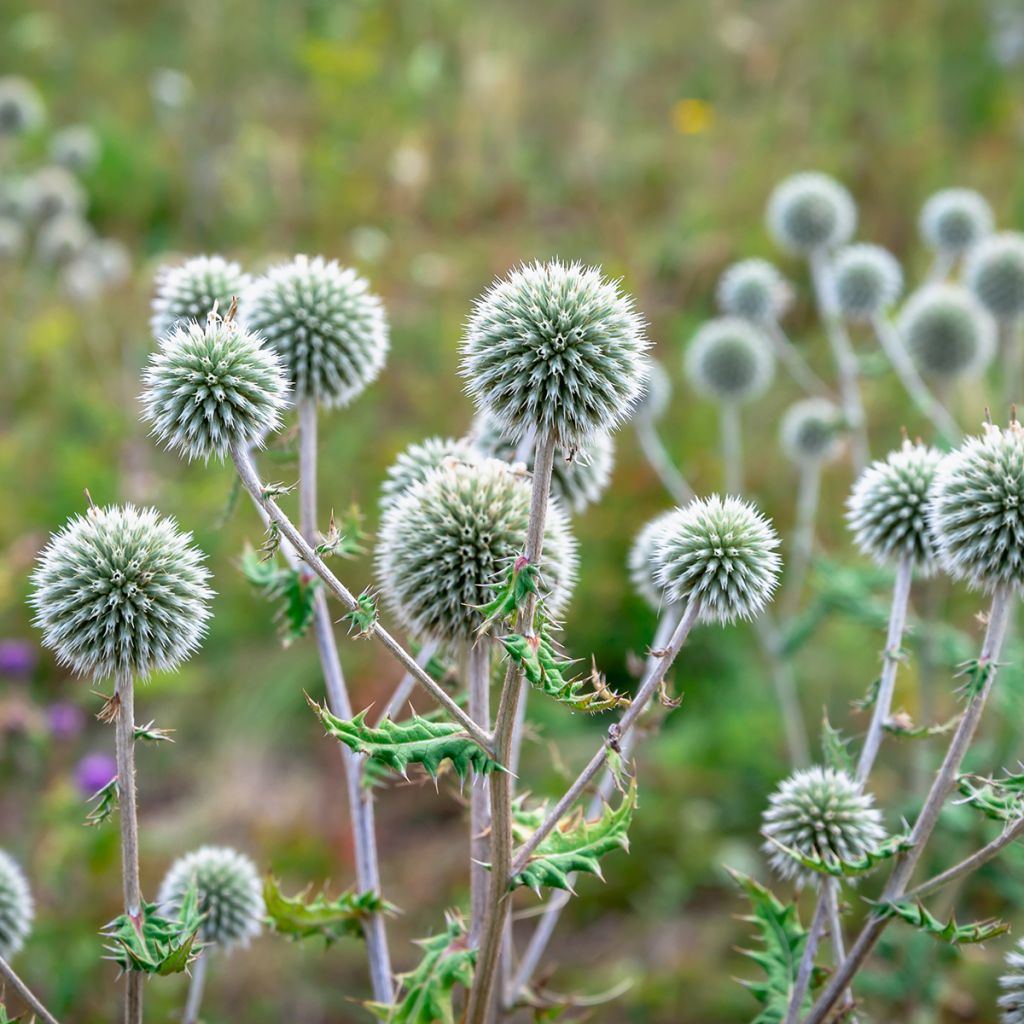 Echinops sphaerocephalus - Boule azurée