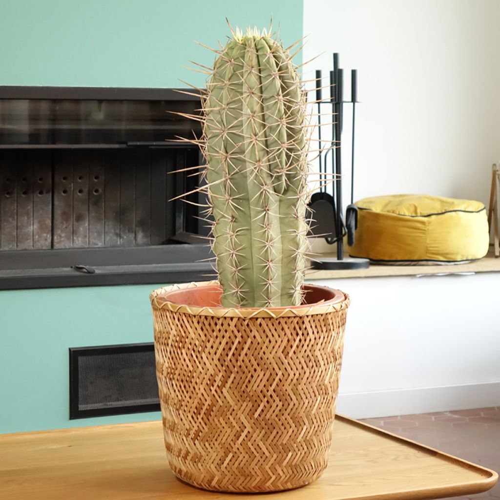 Cactus candélabre - Echinopsis pasacana
