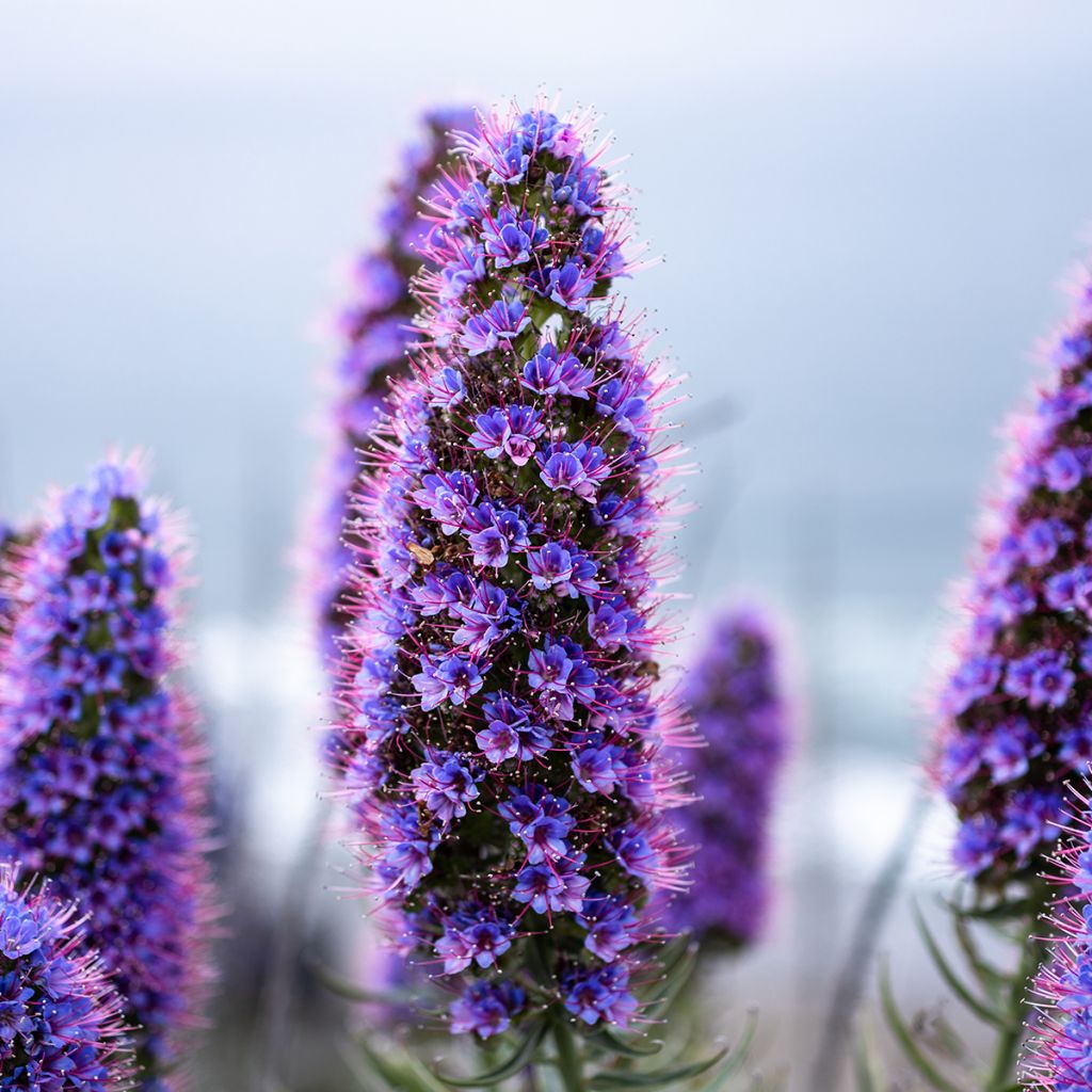 Echium fastuosum (candicans) - Vipérine de Madère