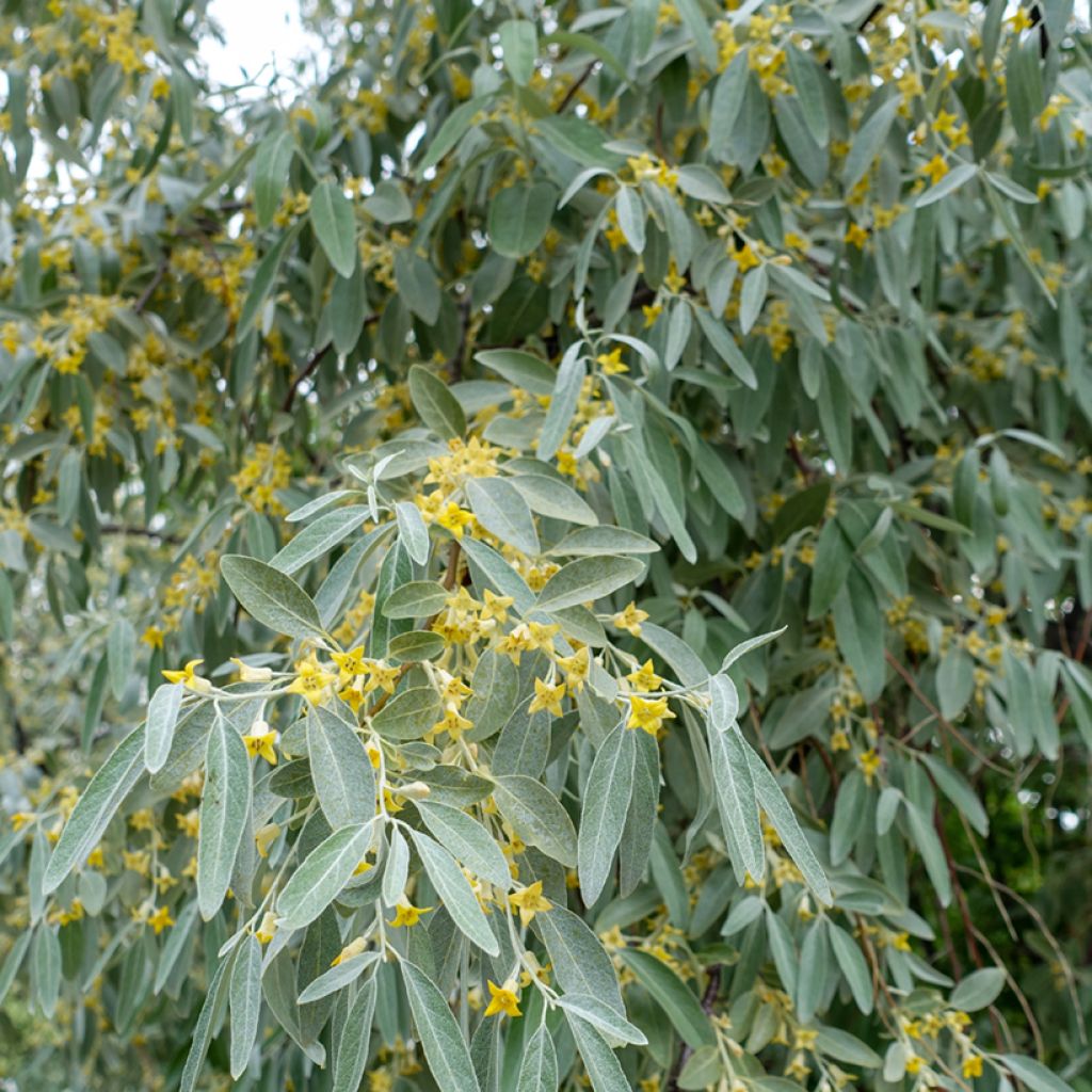 Elaeagnus angustifolia - Olivier de Boheme