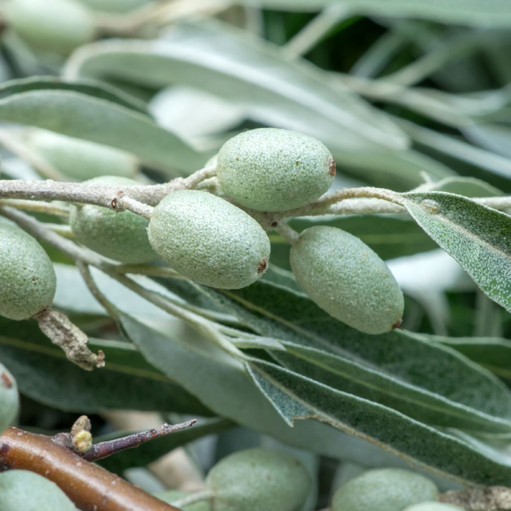 Elaeagnus angustifolia - Olivier de Boheme