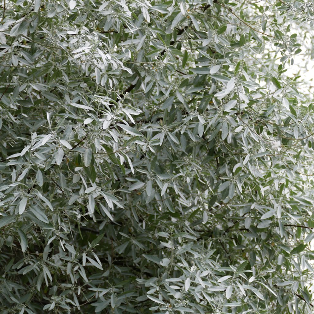 Elaeagnus angustifolia - Olivier de Boheme