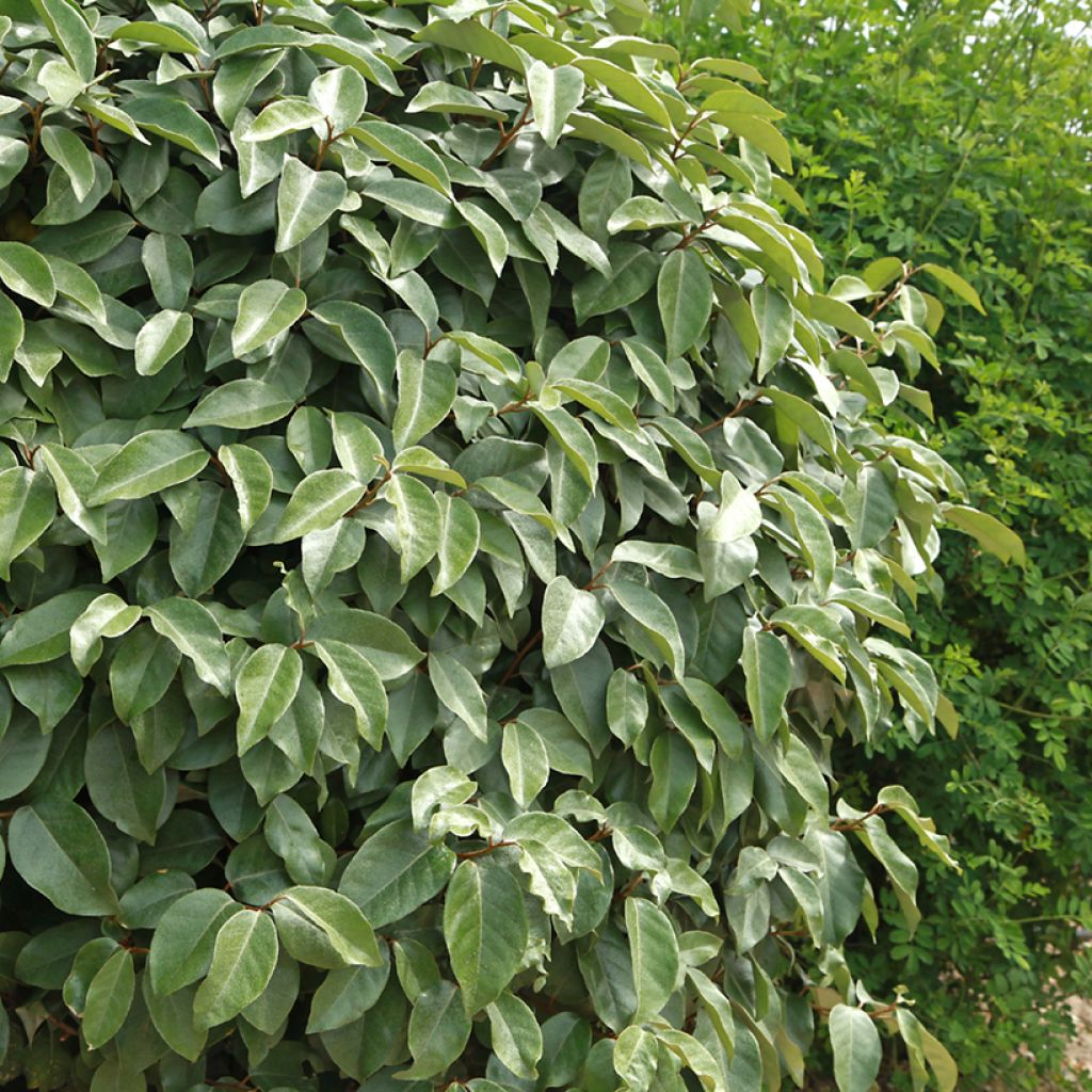 Elaeagnus ebbingei - Chalef de Ebbing