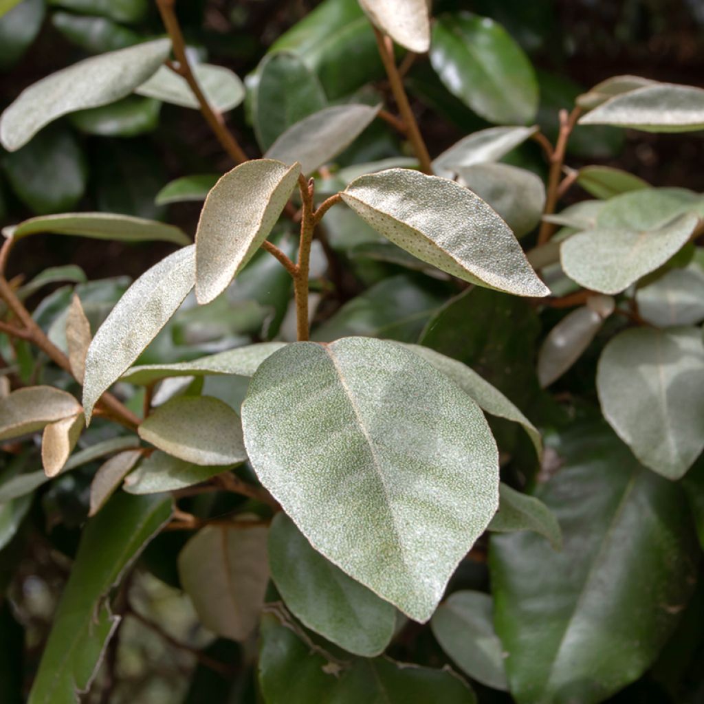 Elaeagnus ebbingei - Chalef de Ebbing