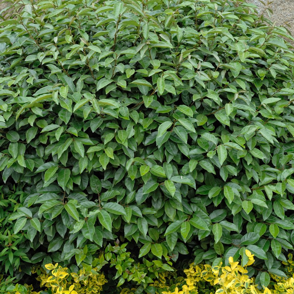 Elaeagnus ebbingei - Chalef de Ebbing