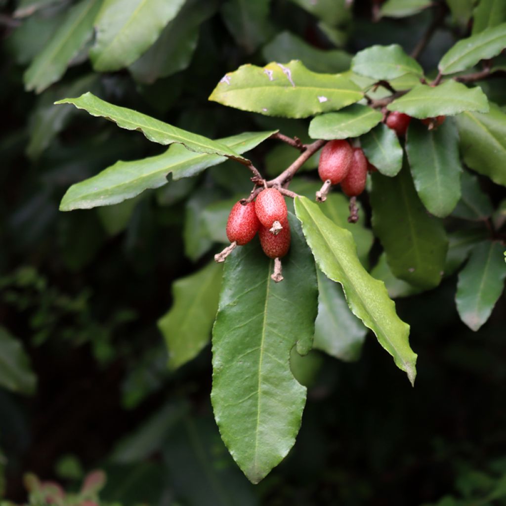 Elaeagnus ebbingei Compacta - Chalef
