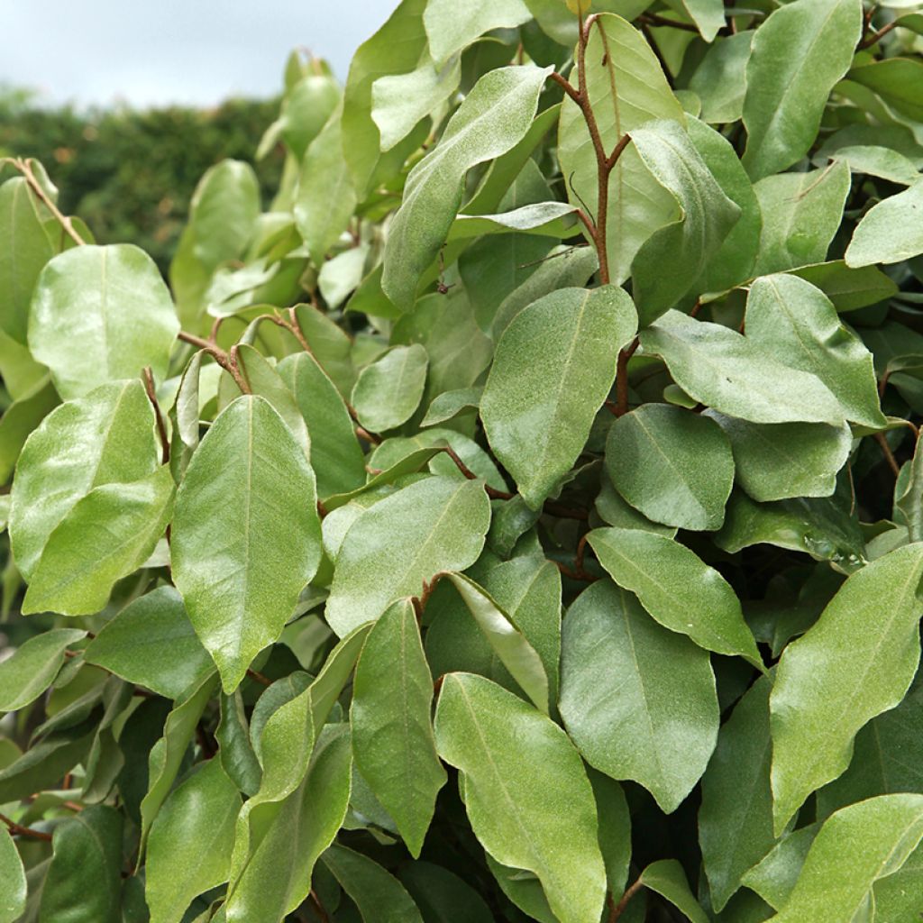 Elaeagnus ebbingei Compacta - Chalef