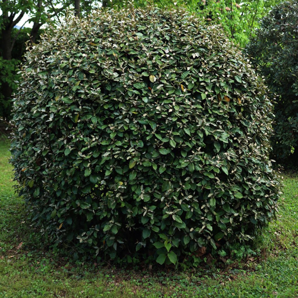 Elaeagnus ebbingei Compacta - Chalef