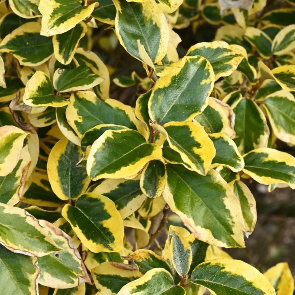 Elaeagnus ebbingei Gilt Edge - Chalef
