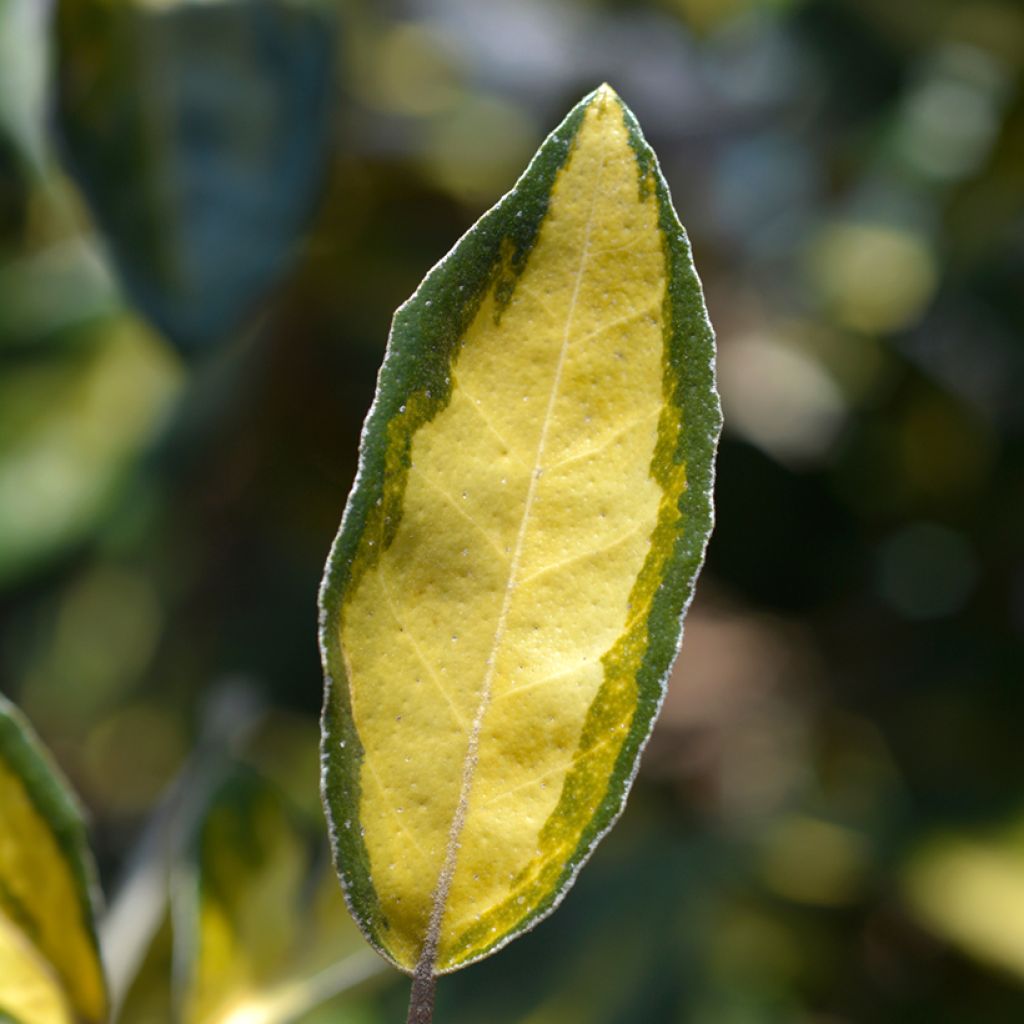 Elaeagnus ebbingei Limelight - Chalef de Ebbing