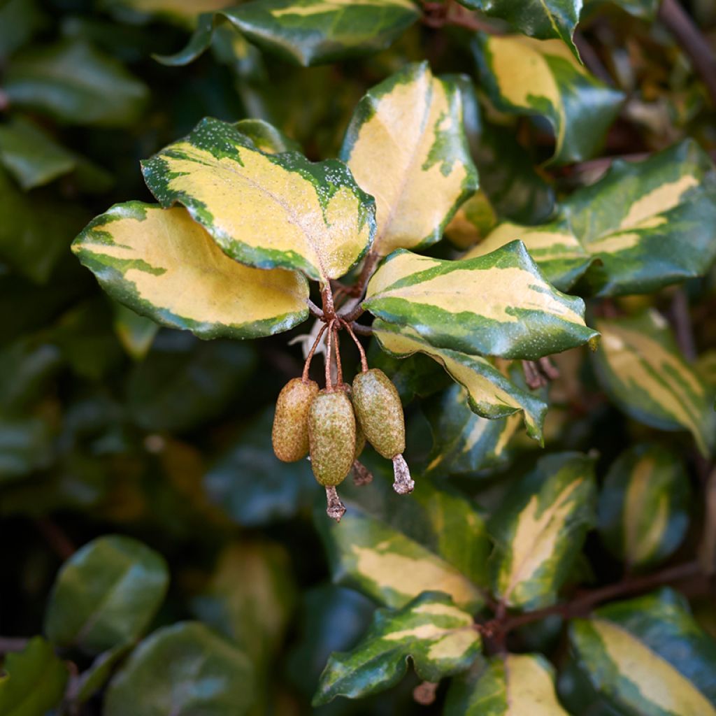 Elaeagnus pungens Maculata - Chalef panaché