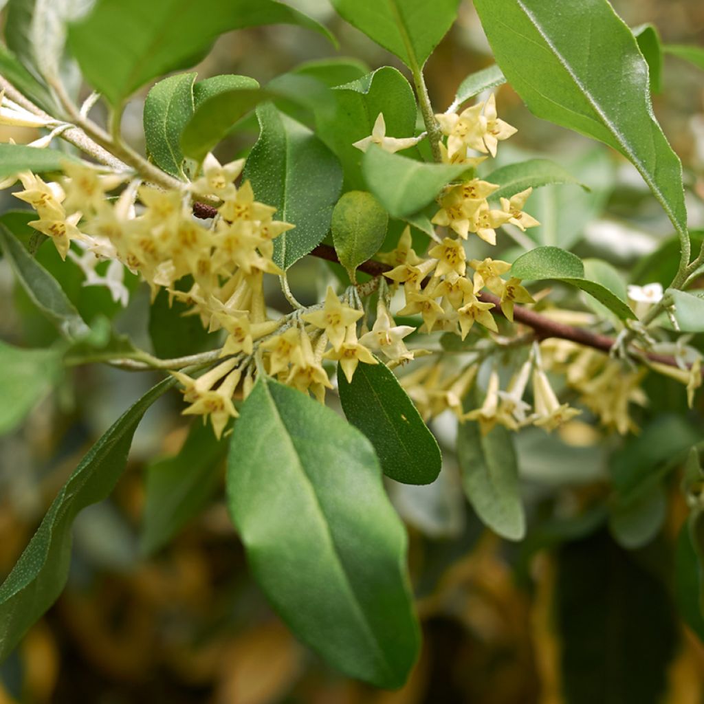 Elaeagnus umbellata Amoroso - Chalef en ombelles