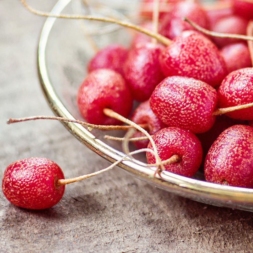 Elaeagnus umbellata - Chalef d'automne