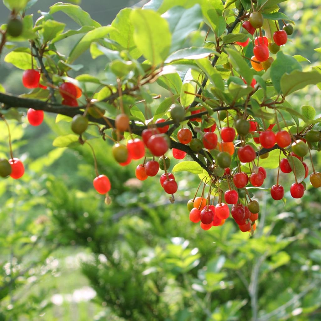 Elaeagnus umbellata - Chalef d'automne