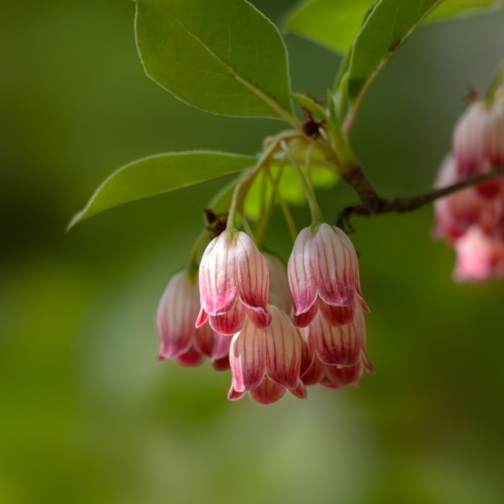 Enkianthus campanulatus - Andromède campanulée