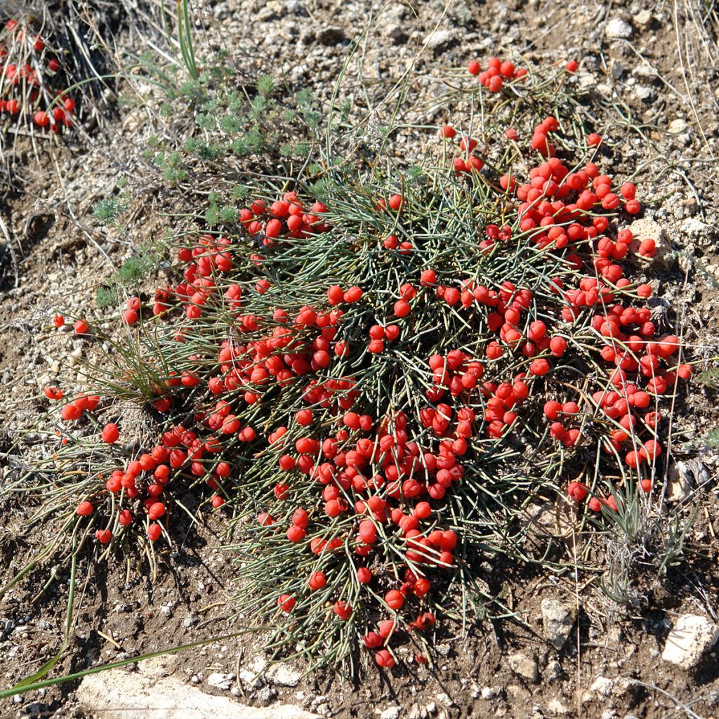 Ephedra minima