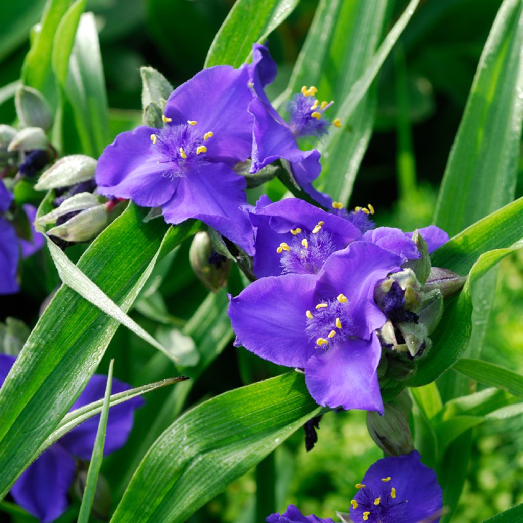 Ephémère de Virginie - Tradescantia andersoniana Isis