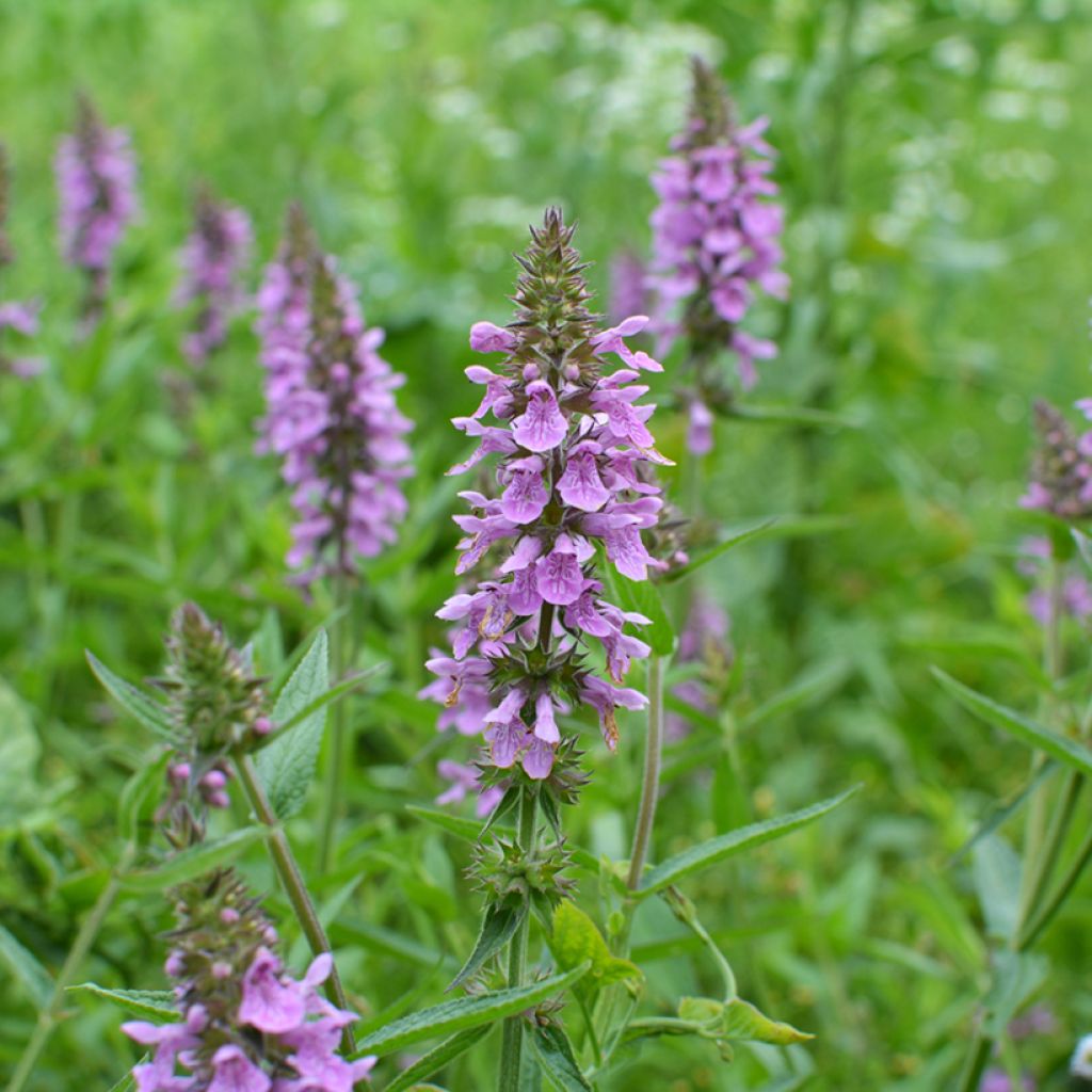 Epiaire des marais - Stachys palustris