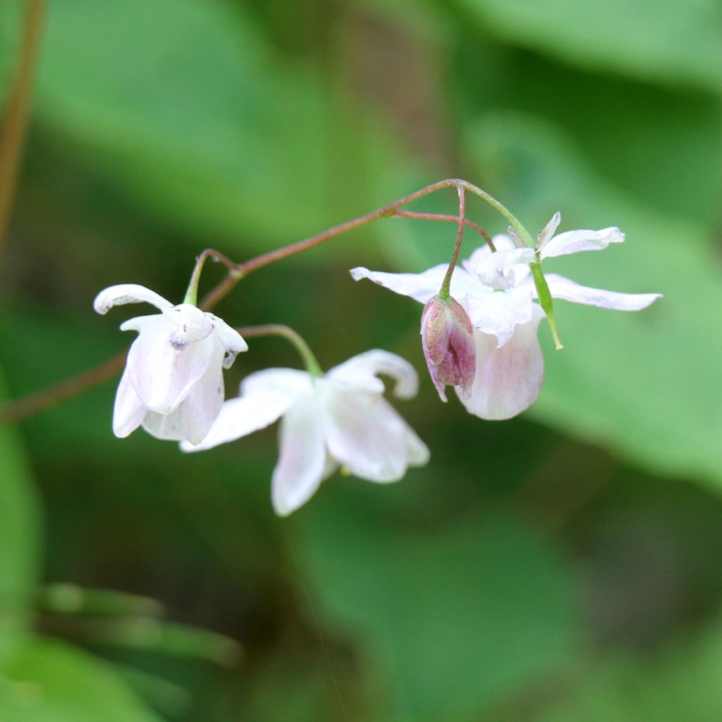 Epimedium diphyllum Dwarf White, Fleur des elfes