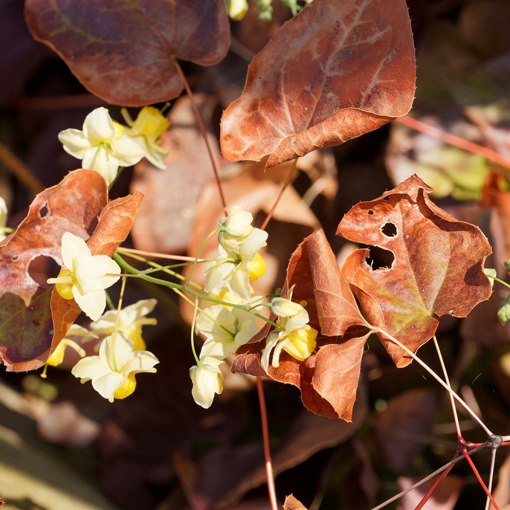 Epimedium x versicolor Sulphureum - Fleur des Elfes