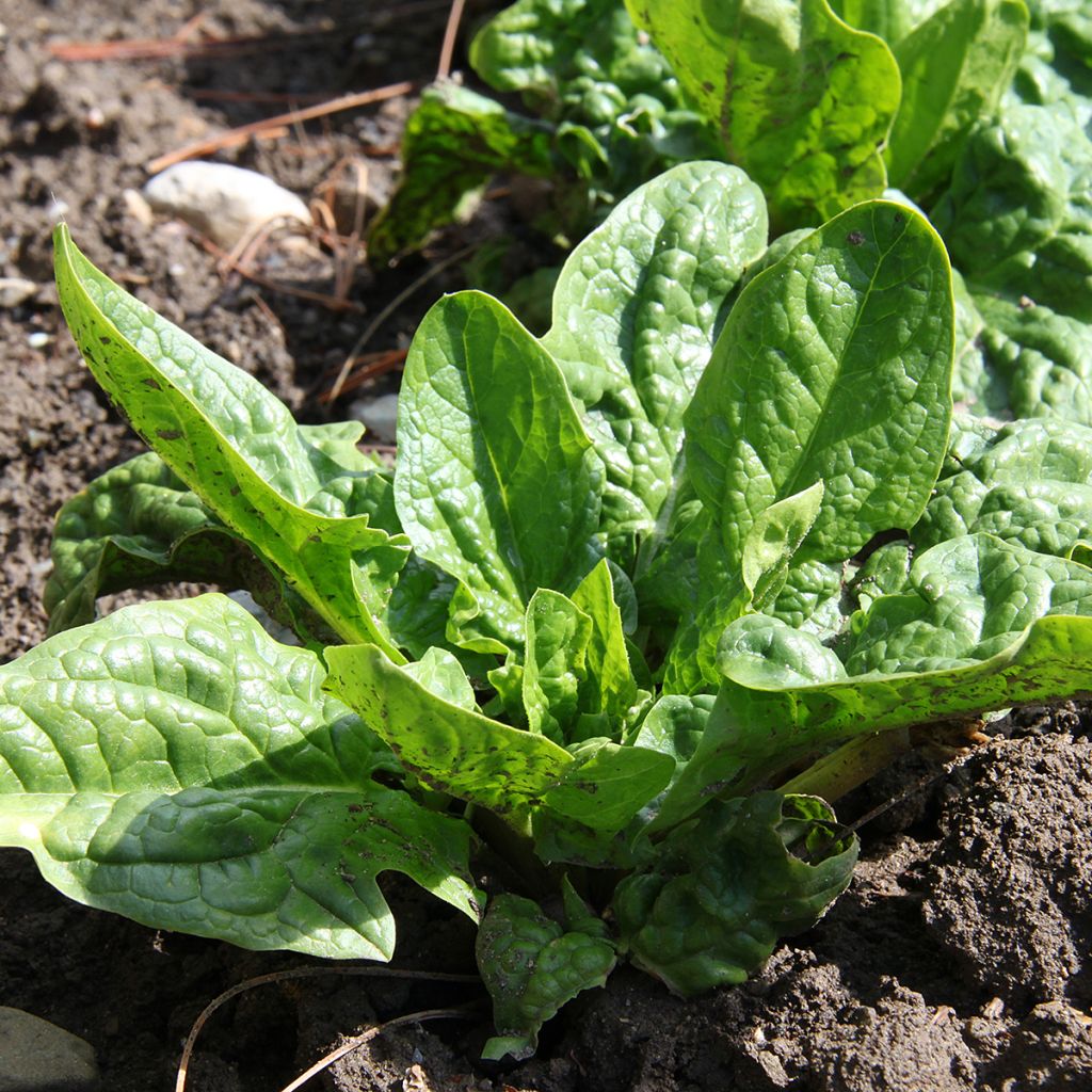 Epinard América Bio - Ferme de Sainte Marthe