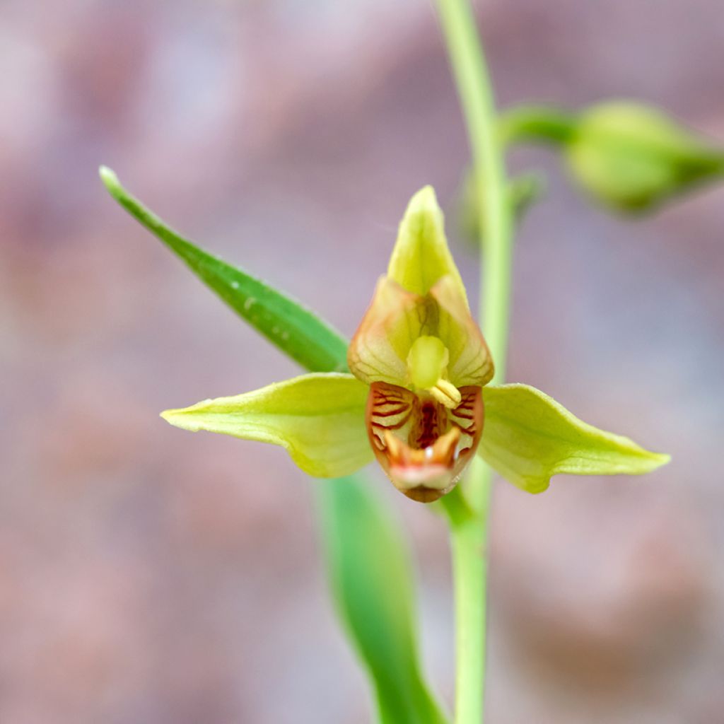 Epipactis gigantea - Helleborine