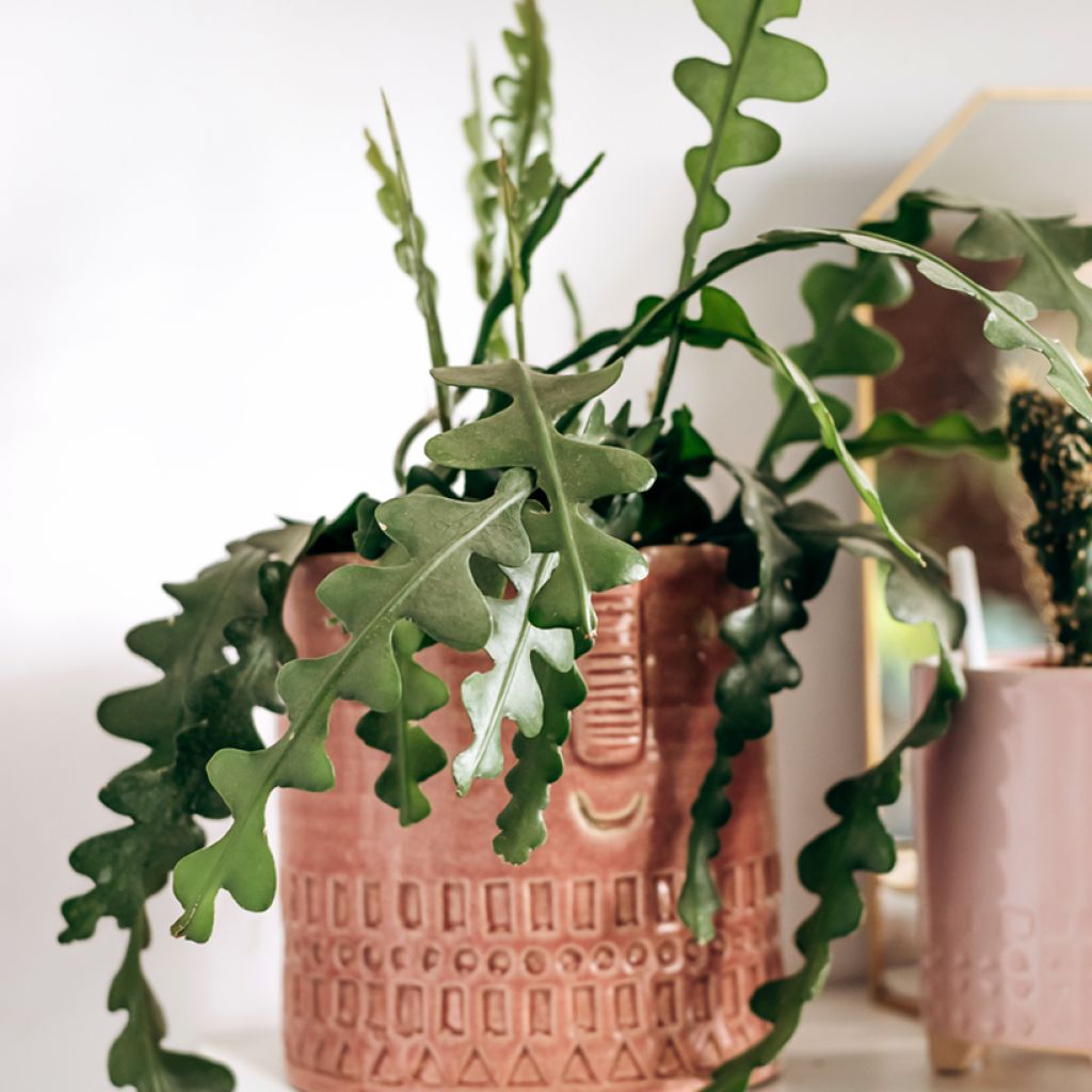 Epiphyllum anguliger - Cactus zig-zag