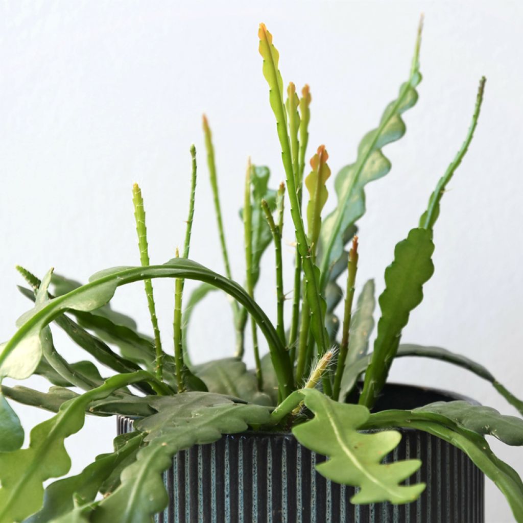Epiphyllum anguliger - Cactus zig-zag